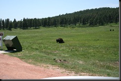 First buffalo sighting - close to road
