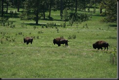 First buffalo sighting