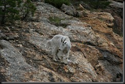 First mountain goat (actually outside of Rushmore)